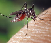 Provvedimenti per la prevenzione ed il controllo delle malattie trasmesse da insetti vettori e in...